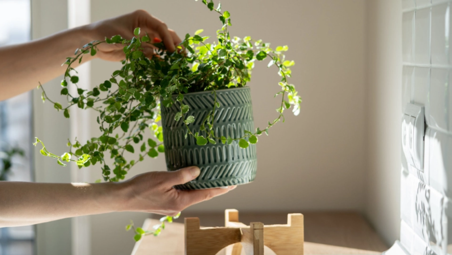Disse 5 stueplanter elsker fugt og bekæmper skimmelsvamp