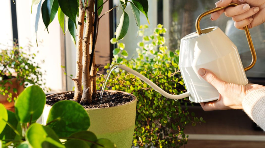 Gartnerens bedst tips til dig, hvis dine planter bliver ved med at gå ud