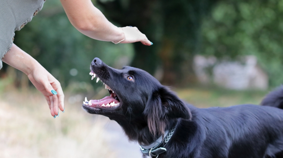 Sådan beskytter du dig selv, hvis du bliver angrebet af en hund