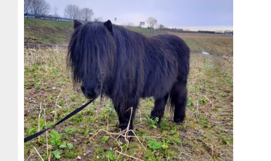 Politiet leder efter ejeren: Er det din pony?