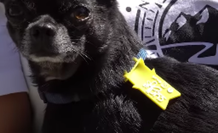 Gule sløjfer breder sig blandt danske hunde: Det betyder de