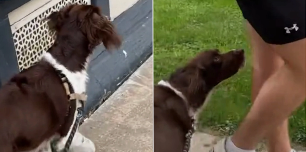 ‘Yndlingsonkel’ kommer tilbage til hund efter 6 måneder: Vent til du ser reaktionen