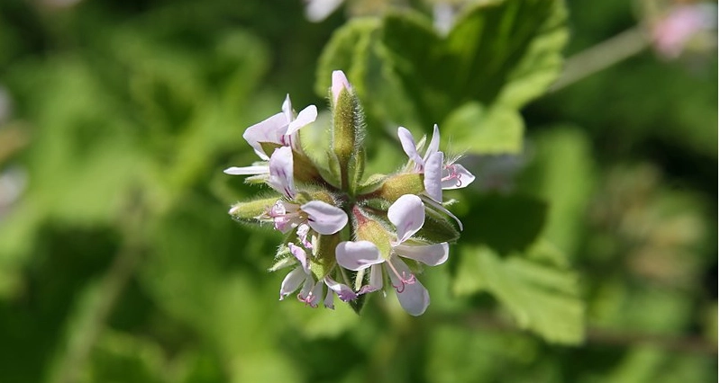 Denne blomst bekæmper myg: April er den perfekte måned at plante den