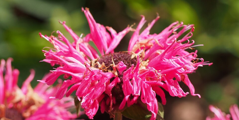 Den blomstrer hele sommeren: For flåter er duften af planten den værste stank
