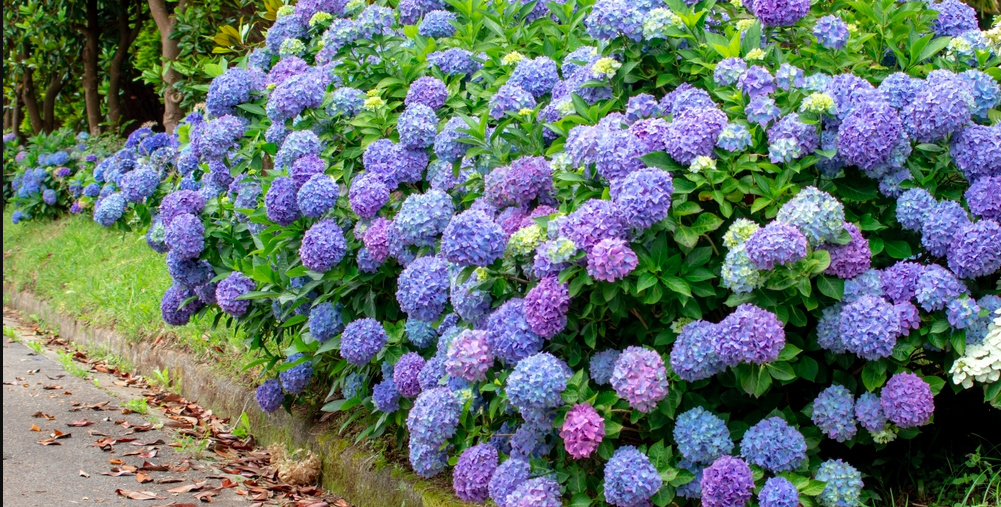 Bland det 1:1 med vand og hæld det i hortensiaen. Det vil sikre en overflod af tætte blomster.