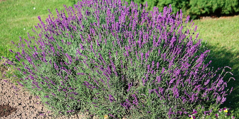 Blomstrer flot hele sommeren: Sådan planter du lavendel i haven