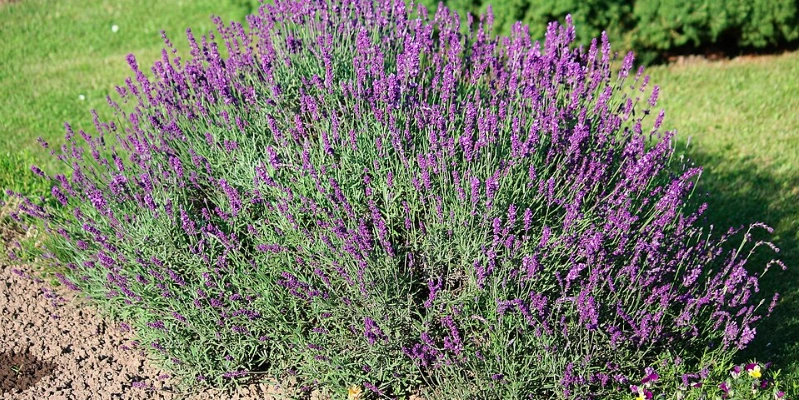 Blomstrer flot hele sommeren: Sådan planter du lavendel i haven