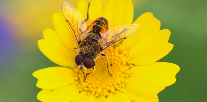 Danskerne vil gerne hjælpe de vigtige bestøvere: Her er en liste over de blomster, de bedst kan lide