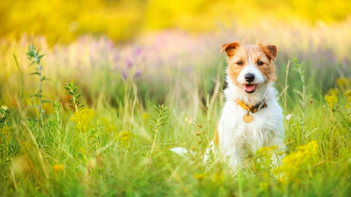 Alt for mange hunde kommer til skade på denne måde: Det er vigtigt, at hundeejere tjekker dem for det