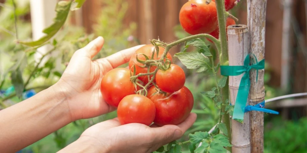 Det enkle trick til at forbedre tomatens smag: “Du skal udnytte kemien i køkkenet”