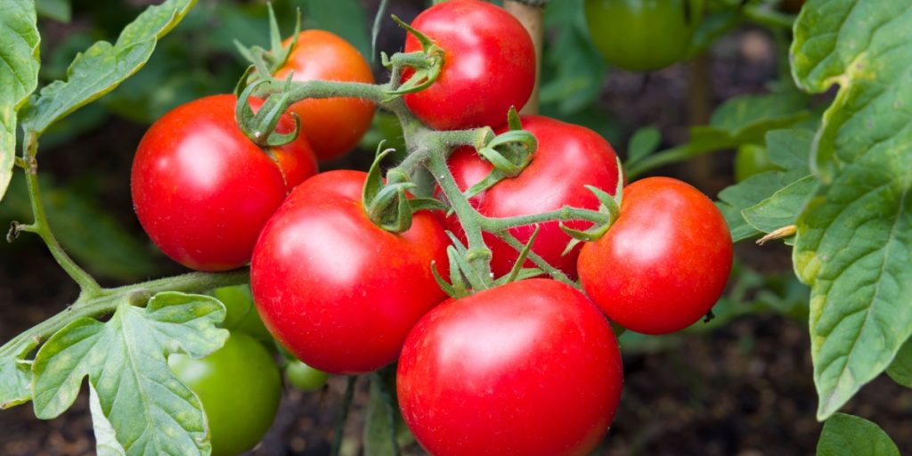Begrav dette i jorden nær tomaterne. Alle vil misunde dig for høsten.