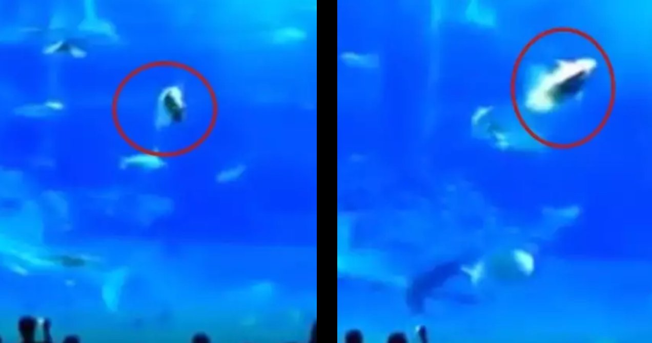 Uhyggelig video: Blitz skræmmer fisk og ender med at koste den livet