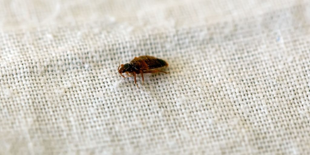 Væggelus er på vej tilbage i vores hjem: En ingrediens, vi alle har, kan effektivt afvise dem