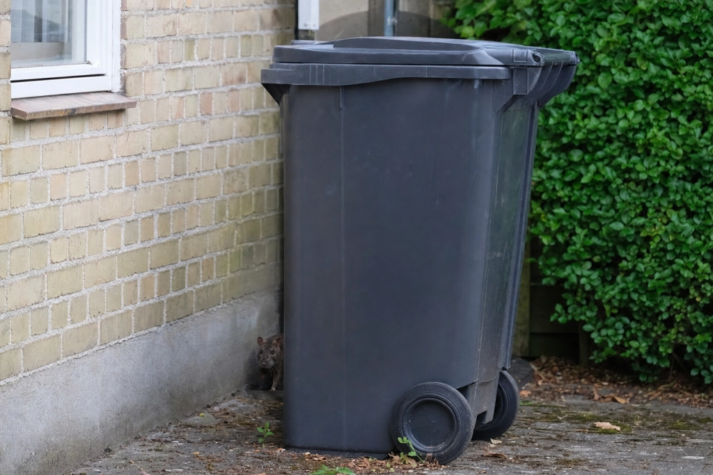 Grundejere har selvstændig pligt til at anmelde rotter: Kommunen skal reagere inden otte dage
