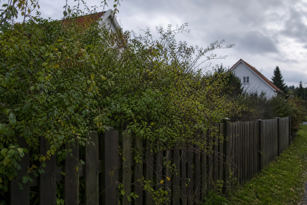 Nabostrid om hegnet? Her er loven, der afgør, hvem der betaler, og hvornår kommunen kan hjælpe